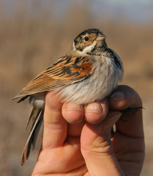 Migliarino di palude (Emberiza schoeniclus)